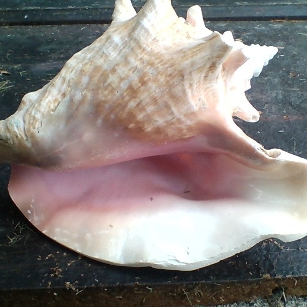 Sea shell from Florida